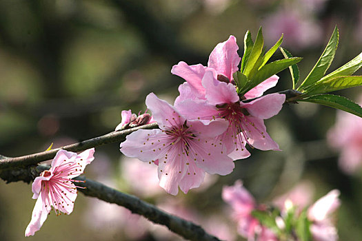 桃林,桃树,桃花园