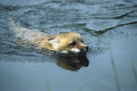 红狐,狐属,游泳,北美