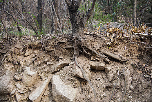 水土流失造成大树根裸露在外