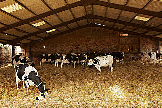 牧群,母牛,遮盖,谷仓,喂食,干草,一个,依偎,幼兽