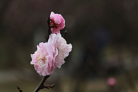 梅花,花朵,梅园,春天,报春