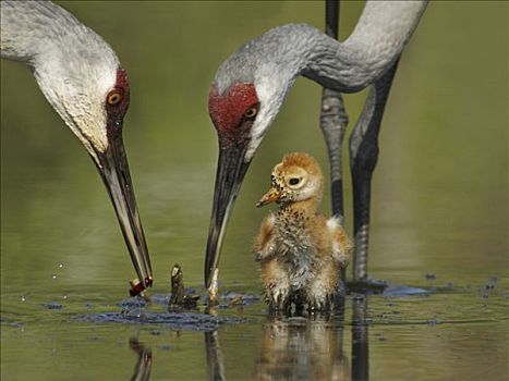 两个,沙丘鹤,一个,白天,老,幼禽,水中