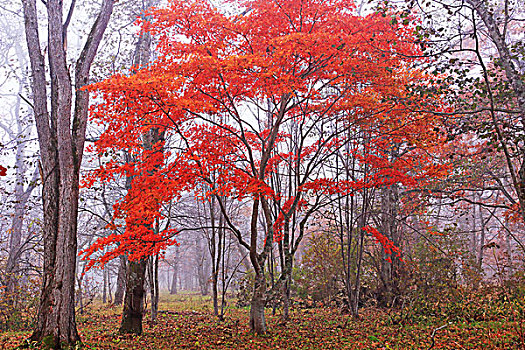 树林,秋叶,早晨,雾气,北海道
