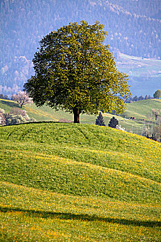 树,苏黎世州,瑞士,欧洲