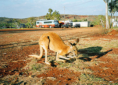 袋鼠,站立,乡村地区,澳大利亚