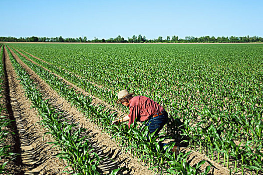 农业,农民,作物,早,生长,谷物,玉米,农作物,叶子,靠近,英格兰,阿肯色州,美国