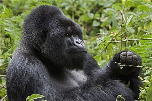 山地大猩猩,大猩猩,银背大猩猩,吃,植被,国家,卢旺达