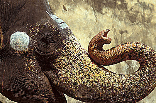 泰米尔纳德邦,大象