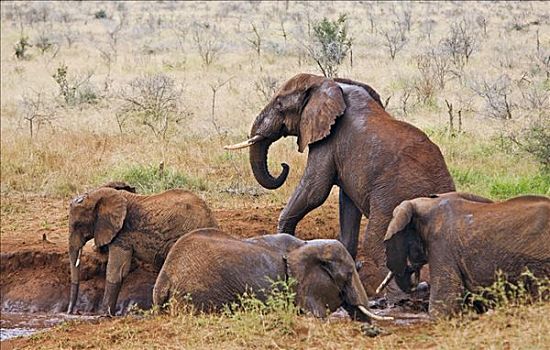 肯尼亚,西察沃国家公园,大象,非洲象,自然,水坑,红色,色调,粗厚,皮肤,结果,灰尘,独特,区域