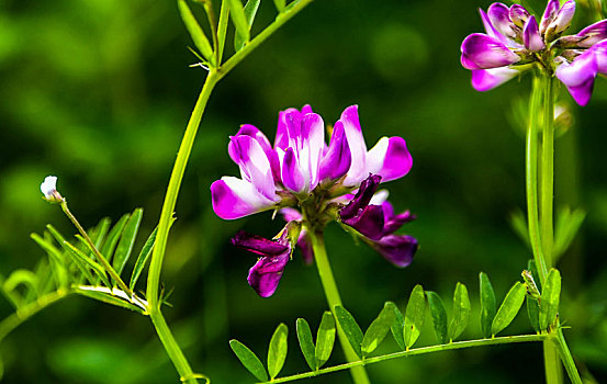 重庆酉阳,蜜蜂恋鲜花