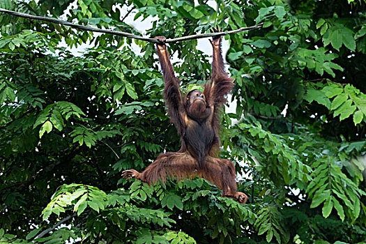 猩猩,悬挂,绳索,新加坡,亚洲