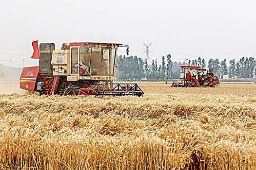 河南滑县,联合收割机收获小麦