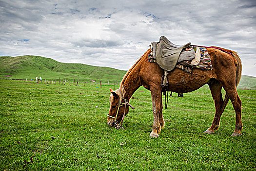 草原与马