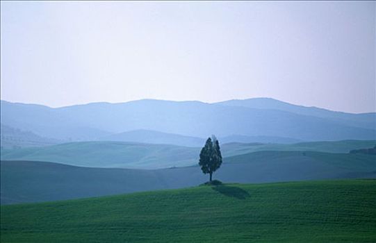 草地,地点,托斯卡纳,意大利