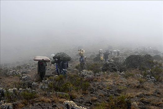 搬运工,薄雾,路线,乞力马扎罗山,坦桑尼亚