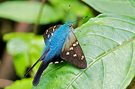蝴蝶,西部,斜坡,安第斯山,厄瓜多尔