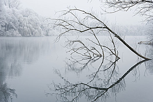 湖,岸边,木头,雾,冬天