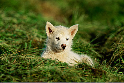 狗,卧,草丛,迪斯科湾,格陵兰