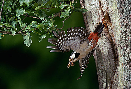 大斑啄木鸟,飞,巢穴,橡树