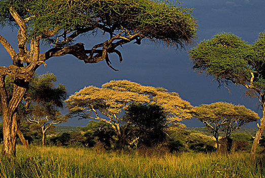 非洲,坦桑尼亚,塔兰吉雷国家公园,刺槐,开花