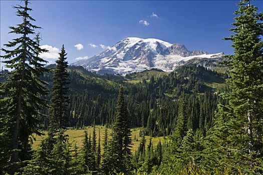 雷尼尔山,针叶林,华盛顿