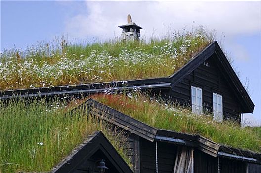 木料,房子,草,屋顶,挪威