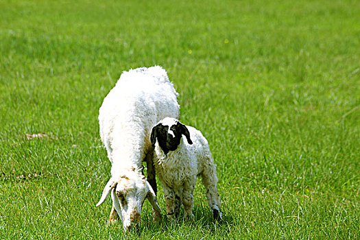 草原上生活的羊