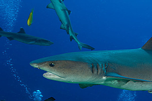 灰三齿鲨,巴布亚新几内亚