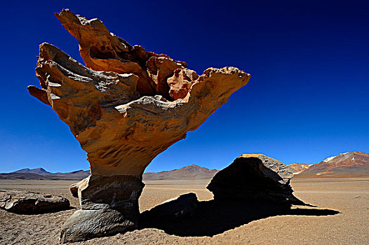树,石头,乌尤尼,玻利维亚,南美