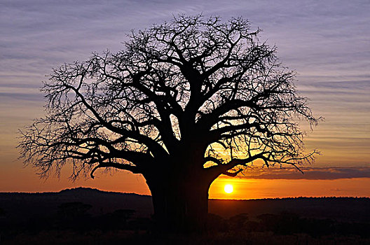 猴面包树,树,塔兰吉雷国家公园,坦桑尼亚,非洲