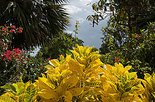多米尼加共和国,蓬塔卡纳,热带,花园