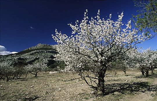 马略卡岛,盛开,樱桃树