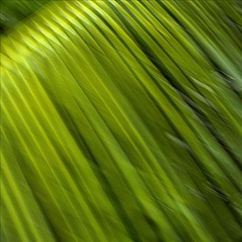 棕榈树,风