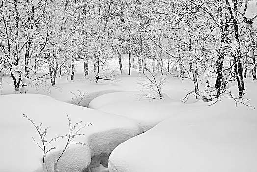 积雪,树,大雪,树林,冬天