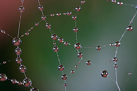 露珠,蜘蛛网,加纳