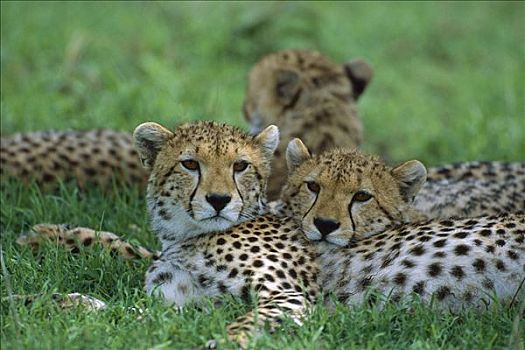 印度豹,猎豹,破旧,幼兽,脆弱,恩格罗恩格罗,保护区,坦桑尼亚,东非