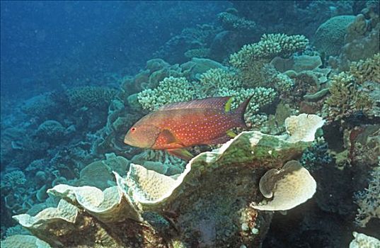珊瑚,石斑鱼,青星九刺鮨,红海,埃及,非洲