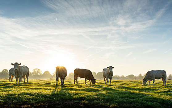 逆光,母牛,地点,早晨,荷兰