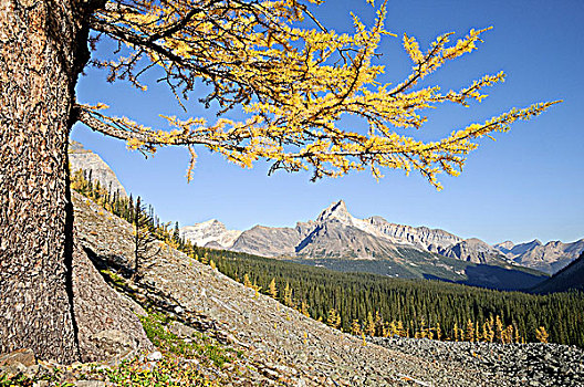 教堂山,框架,高山,落叶松属植物,幽鹤国家公园,不列颠哥伦比亚省,加拿大