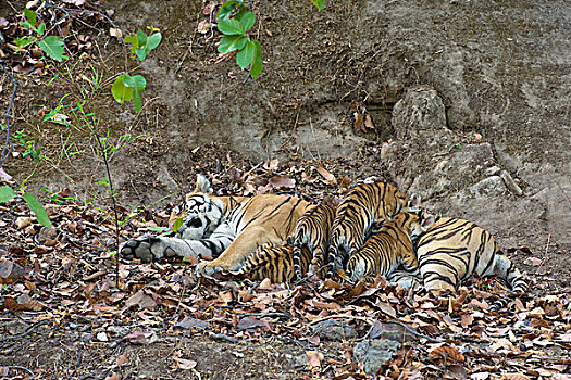 孟加拉虎,虎,星期,老,幼兽,吸吮,巢穴,班德哈维夫国家公园,印度
