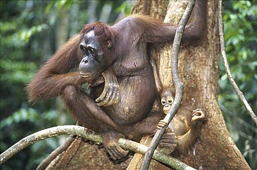 猩猩,婆罗洲