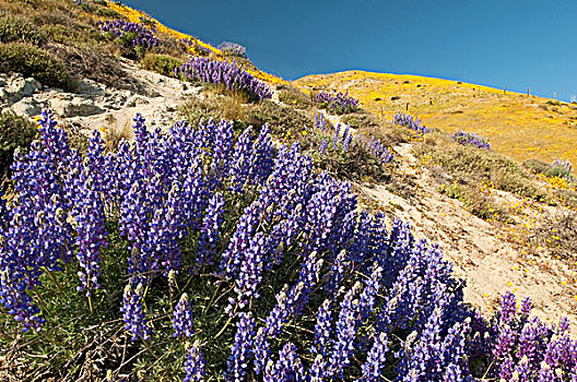 春季野花,盛开,山,加利福尼亚,美国