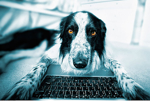 博德牧羊犬,使用笔记本,电脑