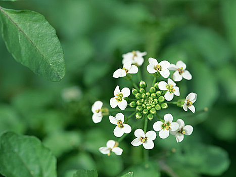 花,豆瓣菜