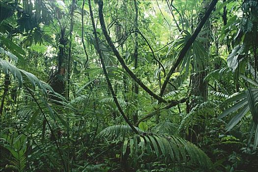 藤蔓植物,低地,雨林,生物学,研究站,哥斯达黎加