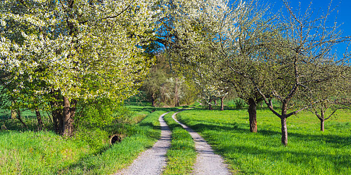 地点,小路,盛开,樱桃树,巴登符腾堡,德国