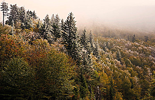 秋天,树,树林,蓝脊公园大道,北卡罗来纳,美国