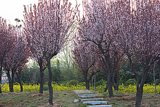 花园小路