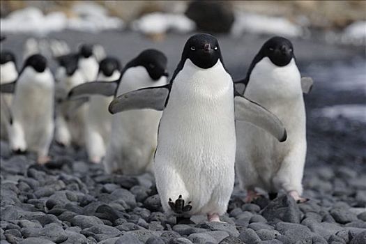 阿德利企鹅,群,行进,生物群,南极半岛,南极