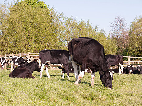 母牛,户外,特写,黑白,休息,地点,春天